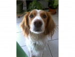 Noisette - Épagneul Breton Femelle (3 ans)