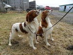 balou(attacher)bella - Épagneul Breton