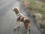 dolly - Épagneul Breton Femelle (9 ans)