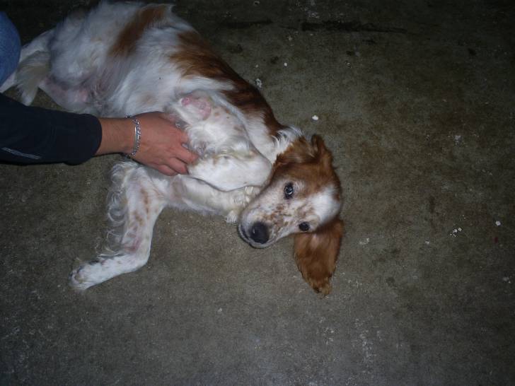 Rocky - Épagneul Breton Mâle (14 ans)