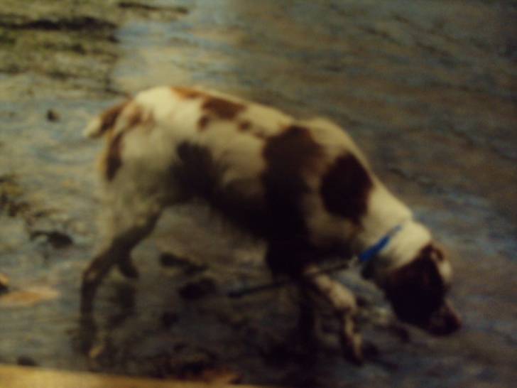 Tiki - Épagneul Breton Femelle (1 an)