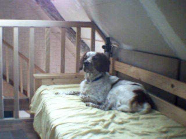 Rouky - Épagneul Breton Mâle (3 ans)