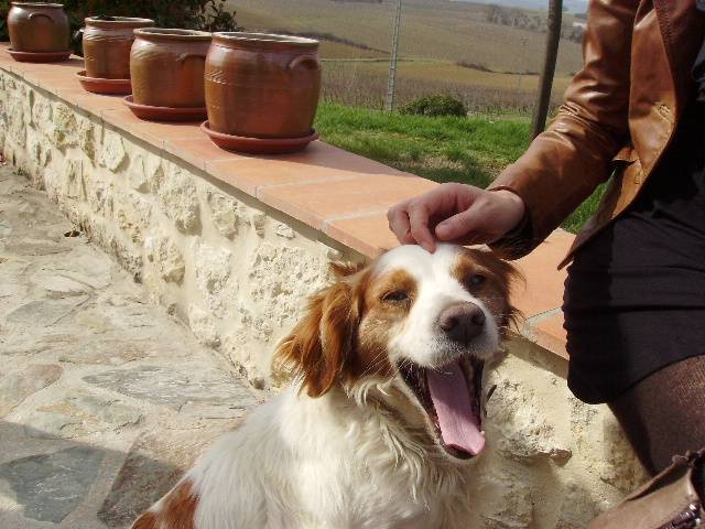 max - Épagneul Breton Mâle (12 ans)