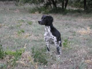 Epagneul Breton: Orane du Grand Arc en Ciel - Épagneul Breton