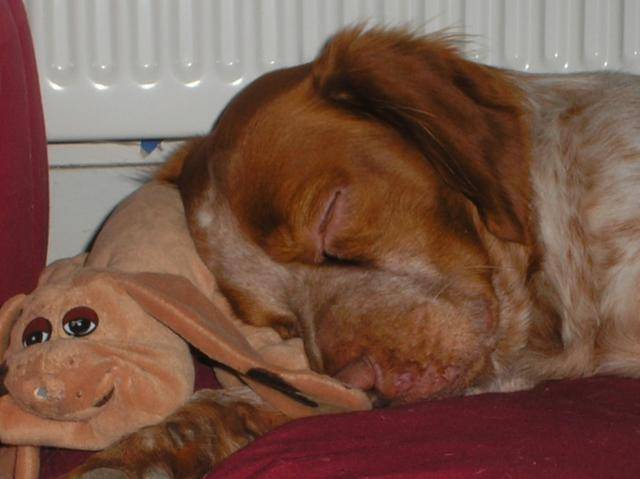 epagneul breton, je m'appelle XIII - Épagneul Breton