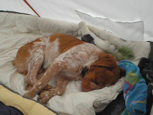 XIII, épagneul breton - Épagneul Breton