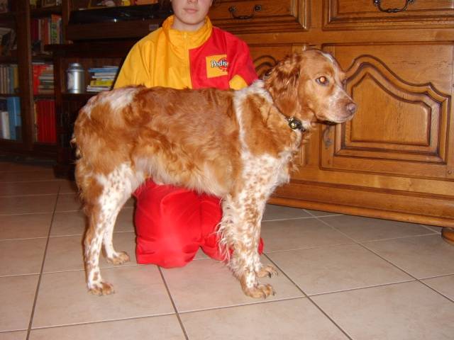 épagneul breton orange et blanc . Sandy du VAl de Chauffour - Épagneul Breton