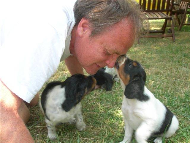 epagneul bretonne tricolor BROWNIE - Épagneul Breton