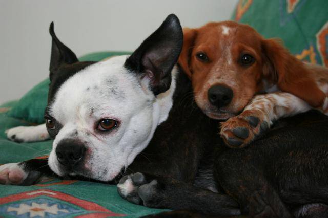 EPAGNEUL BRETON - Épagneul Breton