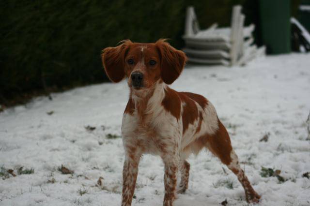 EPAGNEUL BRETON - Épagneul Breton
