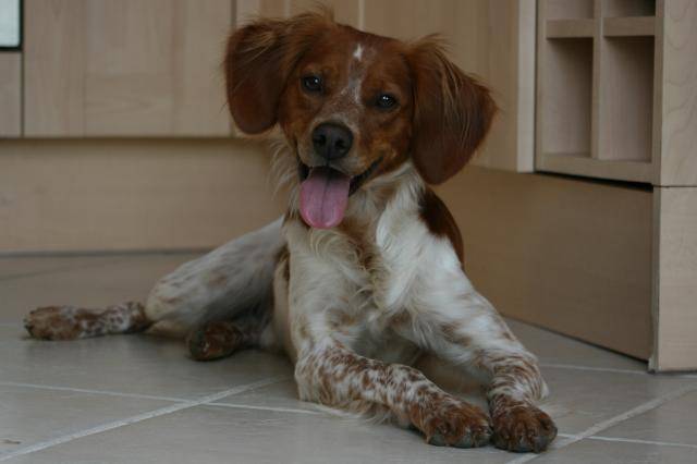 Epagneul breton, Solo - Épagneul Breton