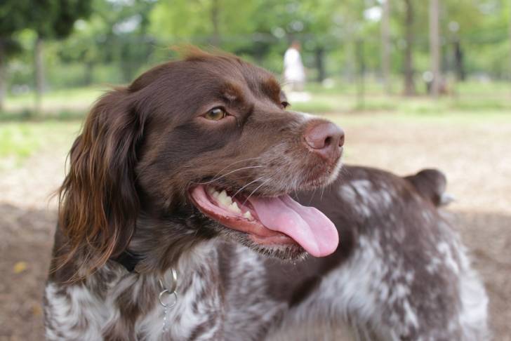 Charlie - Épagneul Breton Femelle