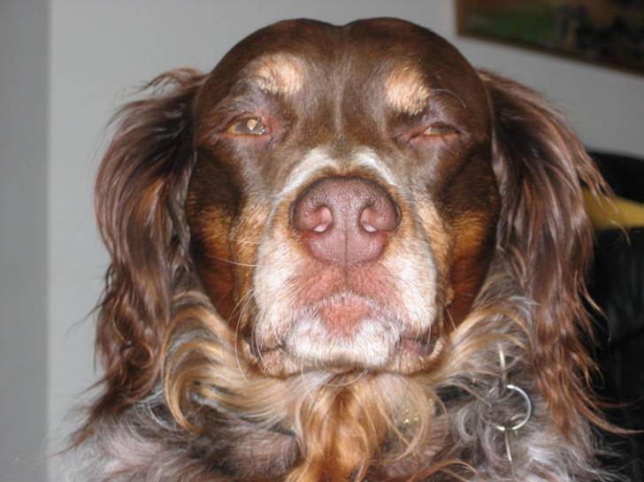 Poker : "Merci...je sais que je le suis " - Épagneul Breton