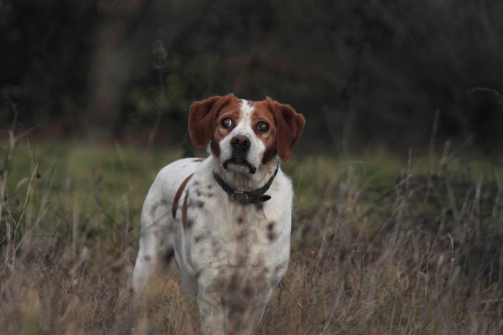 Photo Épagneul Breton
