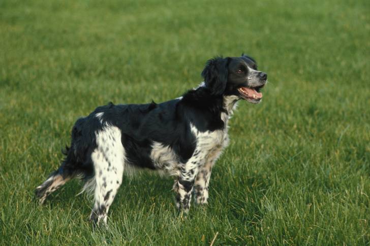 Photo Épagneul Breton