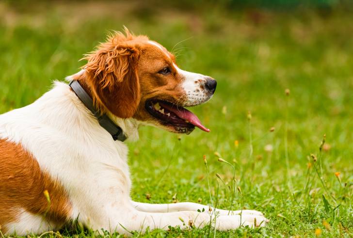 Photo Épagneul Breton