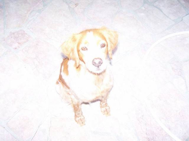 Paddy - Épagneul Breton Femelle (10 ans)