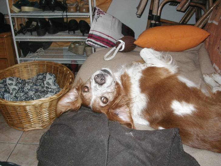 dolly - Épagneul Breton Femelle (9 ans)