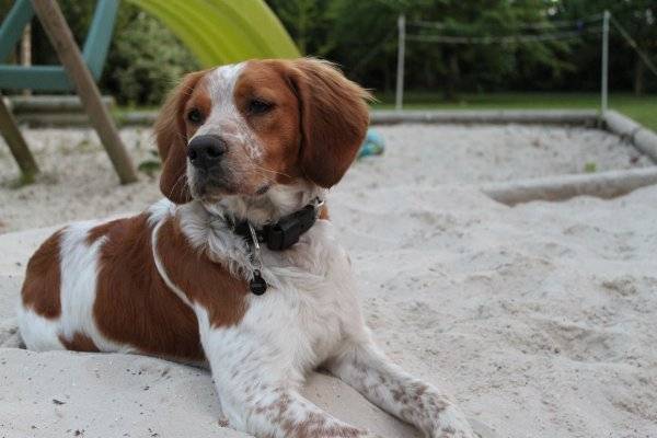 Volcann - Épagneul Breton Mâle (7 mois)