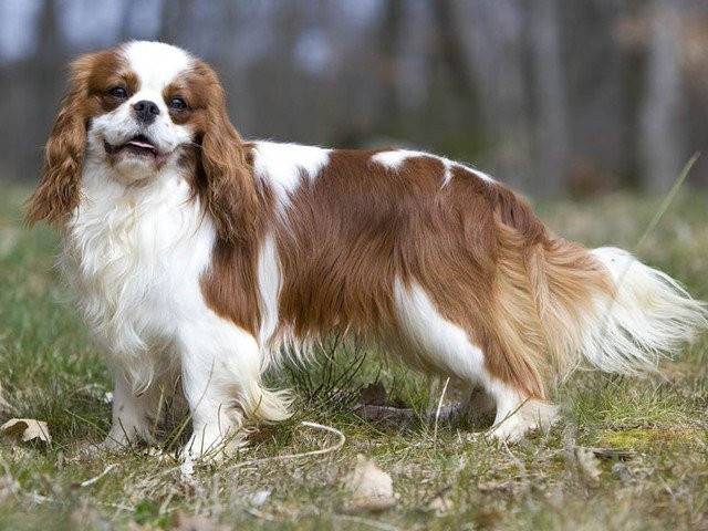 chichi - Épagneul Breton Femelle (4 ans)
