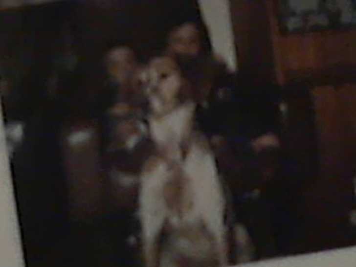 Miloue - Épagneul Breton Femelle (3 ans)