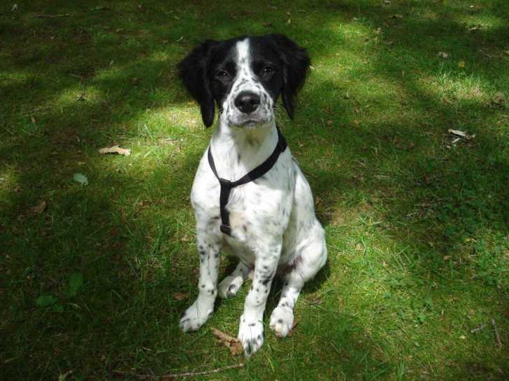 Elys - Épagneul Breton Mâle (1 an)