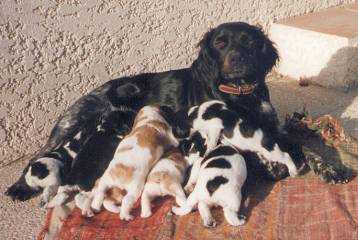 Epagneul Breton - Épagneul Breton