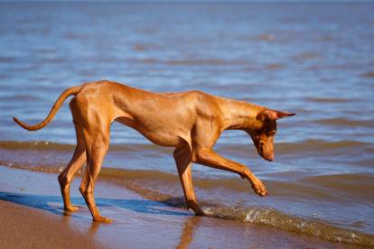 Un Cirneco de l'Etna joue à la mer avec les vagues