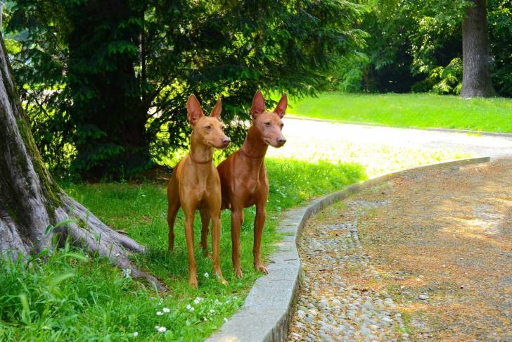 Photo Cirneco de l'Etna