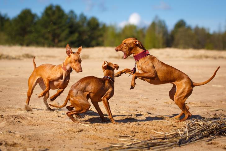 Photo Cirneco de l'Etna