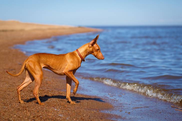 Photo Cirneco de l'Etna