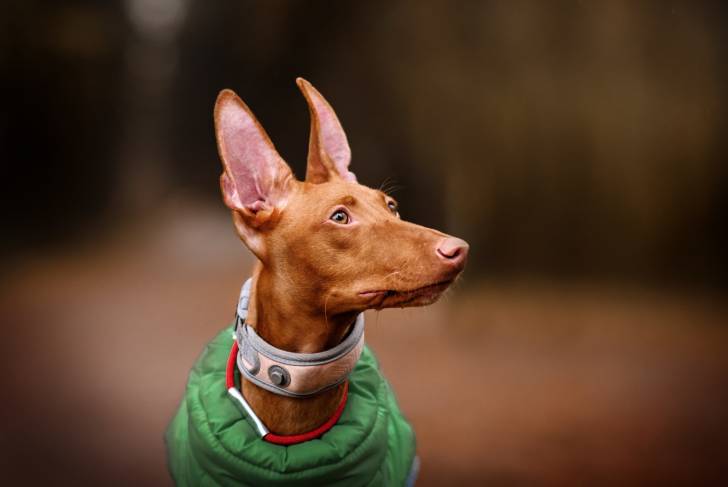 Photo Cirneco de l'Etna