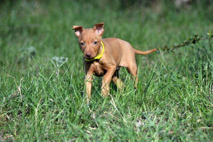 Photo Cirneco de l'Etna