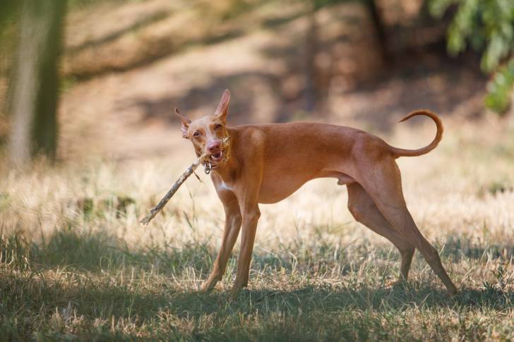 Photo Cirneco de l'Etna