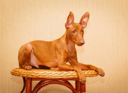 Un Cirneco de l'Etna allongé sur un tabouret