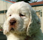 Rocko - Clumber Spaniel Mâle (2 mois)