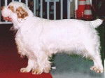 Clumber Spaniel - Clumber Spaniel