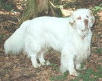 Clumber Spaniel - Clumber Spaniel