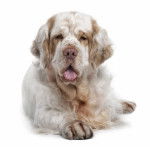 Photo Clumber Spaniel