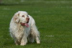 Photo Clumber Spaniel