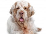 Photo Clumber Spaniel