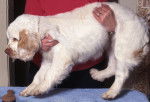 Photo Clumber Spaniel