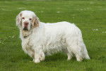 Photo Clumber Spaniel