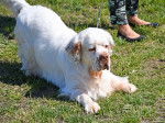 Photo Clumber Spaniel