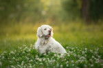 Photo Clumber Spaniel