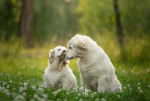 Photo Clumber Spaniel