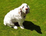 Photo Clumber Spaniel