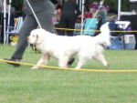 Photo Clumber Spaniel