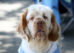 Photo Clumber Spaniel