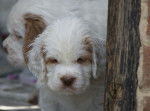 Photo Clumber Spaniel